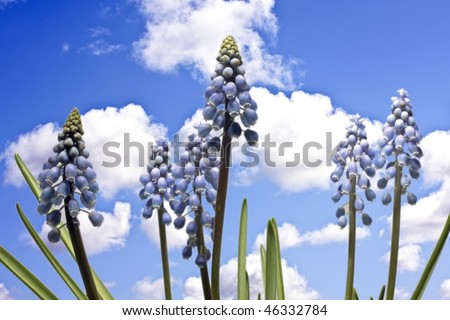 Two blue-grape-flowers as arrows against a blue sky