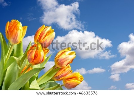 Orange tulips and a blue sky in springtime in the Netherlands