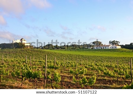 Vineyard with vine sprigs in Portugal in springtime