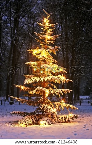 Illuminated snowy christmas tree in the woods at night