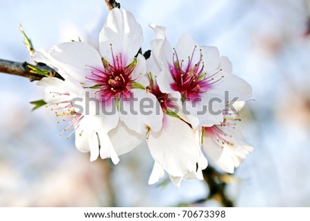 Blossoming almond flower in springtime in Portugal