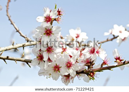 Blossoming almond flowers in springtime in Portugal