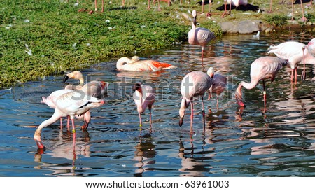 Group of beautiful flamingos in a small pond at a park, panoramic view