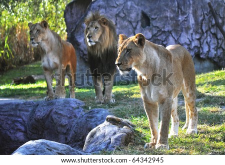 Hungry lion and lionesses in search of something to eat, at a park