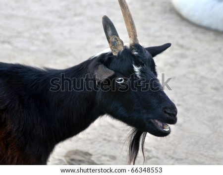 A black goat, at a zoo