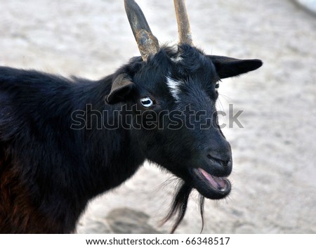 A black goat, at a zoo