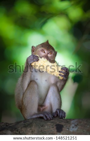 baby monkey eat corn
