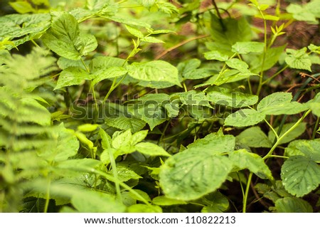 An image of black raspberry plant in the forest