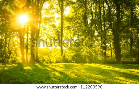 An image of Forest in the morning with sunrays