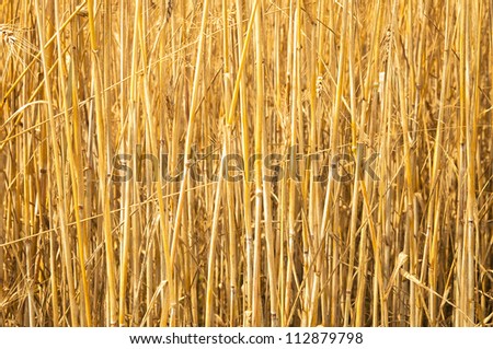 Mature wheat ready for harvest in the early summer