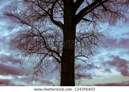 An image of tree silhouette during amazing sunset