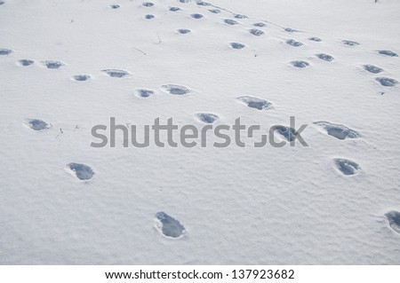 An imgae of winter footprint