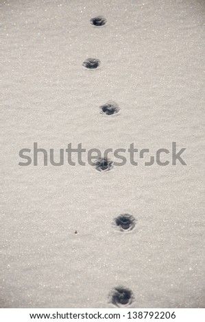 An imgae of winter footprint
