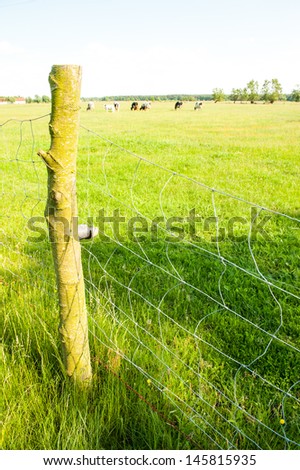 Electric fence on the meadow