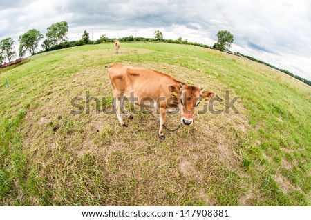 Jersey cows graze in the meadow