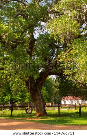 Tire Swing hanging from a big oak tree on a farm on a wonderful summers day with green grass everywhere