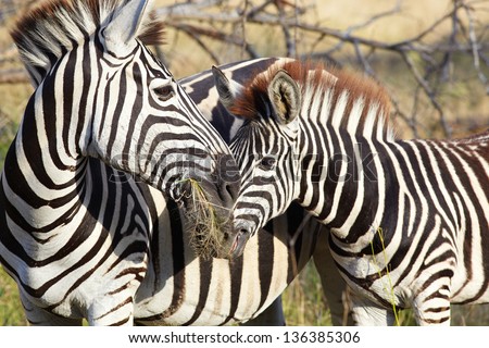 Zebra in the grasslands in the reserves of Southern Africa