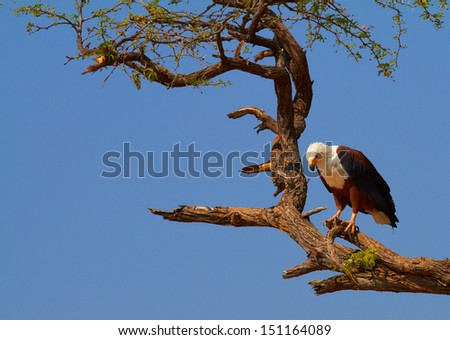 Fish eagle in a tree on the banks of the Chobe River