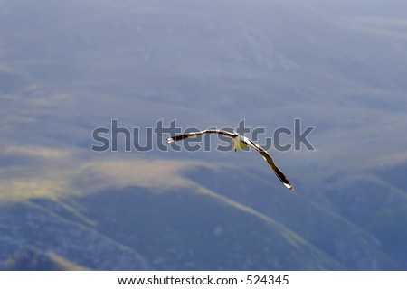 Seagull flying away with a mountain in the background