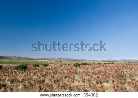 Flowering Aloes in an Aloe field - South Africa