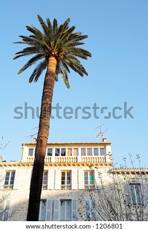 Palm tree and other trees in front of a building in Antibes, France.  Copy space.