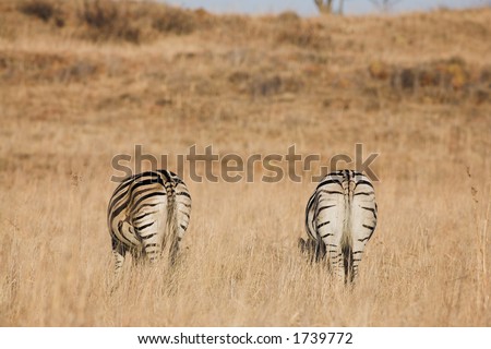 Zebra grazing in the veldt â€“ Rietvlei, South Africa (Winter)