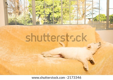 Small puppy lying on a beige couch in front of a window