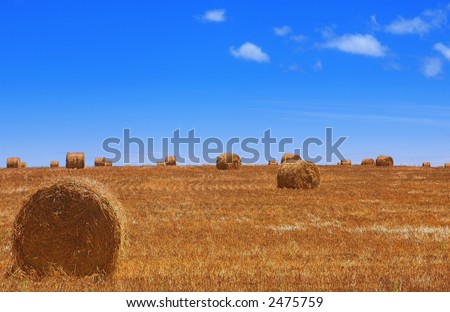 Rolls of gathered hay on the lands