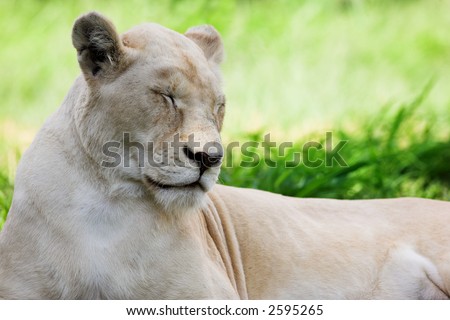 Dozing white lion (Panthera Leo), South Africa
