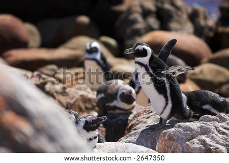 Jackass Penguins (Spheniscus demersus) from Stoney Point, Western Cape, South Africa