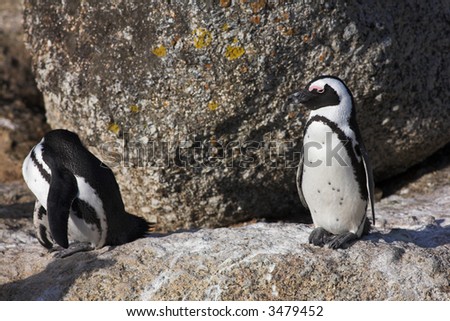 Jackass Penguins (Spheniscus demersus) from the Simons Town Colony, Western Cape, South Africa