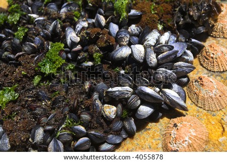 Cluster of young mussels and other shells on a rocky beach next to the ocean (shallow Depth of Field)