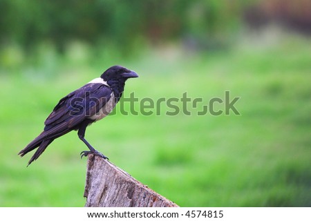 Black and white breasted crow sitting on a treestump against a green background on an overcast day