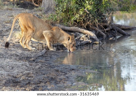 Young lioness cub drinking water in the early morning light after a night of hunting in the African bush