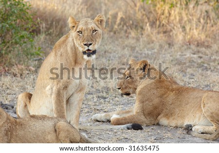 Young lion cubs resting in the early morning light after a night of hunting in the African bush