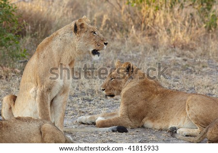 Young female lions resting in the early morning light after a night of hunting in the African bush