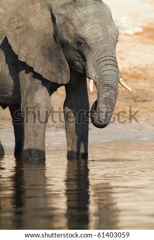 An African elephants (Loxodonta Africana) on the banks of the Chobe River in Botswana drinking water