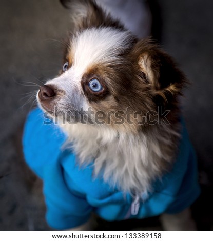 Cute litlle dog with blue eyes
