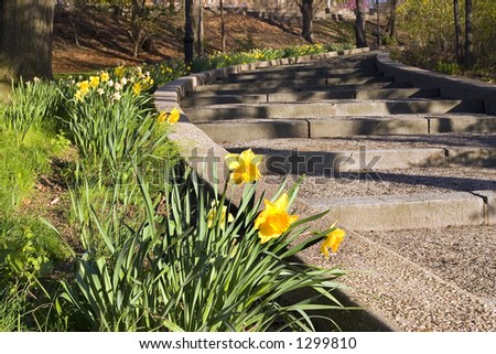 Steps with daffodils on the side