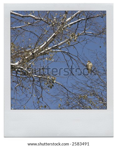 Hawk on the winter tree in the instant photo frame with clipping path