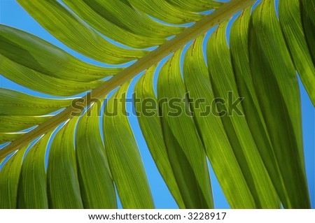 Close-up of a palm leaf in a clear blue sky background
