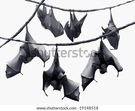 Flock of bats hanging on vines