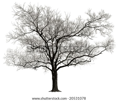clip art tree branches. tree design clipart trees