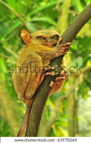 Tarsier (Tarsius Syrichta), the world\'s smallest primate in Bohol, Philippines