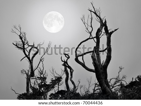 Bare trees with full moon background in a scary and spooky scene as Halloween theme.