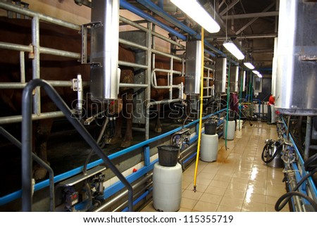 Cows in milking machine on farm