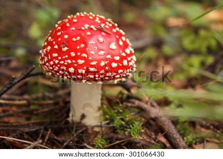 Amanita muscaria, a poisonous mushroom in a forest