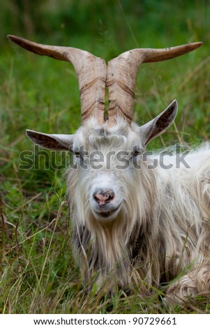 Bighorn Goat