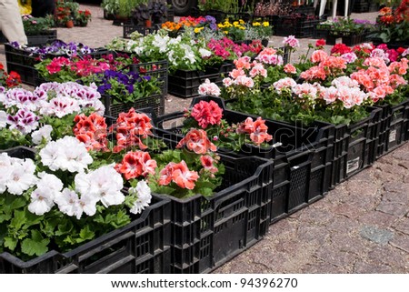 Spring flowers in boxes at an outdoor flower market