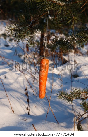 carrot on the tree.feed for wild animals in a winter forest.